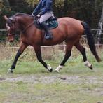 Braaf bospaard KWPN merrie, Dieren en Toebehoren, Paarden, Merrie, Gechipt, L, 7 tot 10 jaar