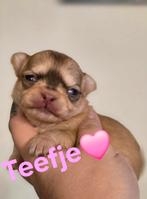 Prachtige langharige chihuahua pups, België, Fokker | Hobbymatig, CDV (hondenziekte), 8 tot 15 weken