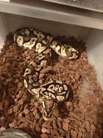 Meerdere ball pythons, Dieren en Toebehoren, Slang, 3 tot 6 jaar