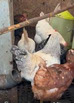 Poules pondeuses, Animaux & Accessoires, Poule ou poulet