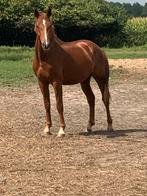 Recreatie paard, Dieren en Toebehoren, Gechipt, Hengst, 3 tot 6 jaar, 160 tot 165 cm