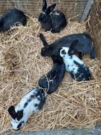 Vleeskonijnen, Dieren en Toebehoren, Vogels | Duiven