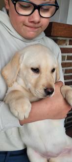 Labrador teefje groeit op in huis en vrij van gebreken!!, Dieren en Toebehoren, Honden | Retrievers, Spaniëls en Waterhonden, CDV (hondenziekte)