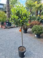 Laurier bol op stam - Laurus Nobilis, Tuin en Terras, Planten | Bomen, Ophalen, Halfschaduw