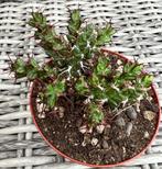 Euphorbia Lenewtonii, Minder dan 100 cm, Verzenden, Vetplant