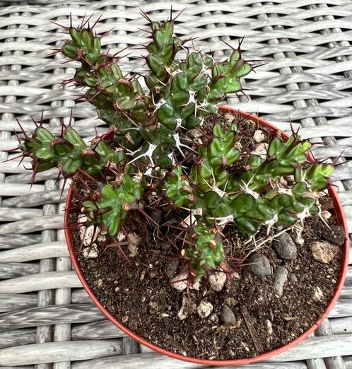Euphorbia Lenewtonii, Huis en Inrichting, Kamerplanten, Vetplant, Minder dan 100 cm, Verzenden