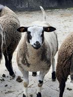 Te koop , twee jonge bonte bokken, Dieren en Toebehoren, Schapen, Geiten en Varkens, Mannelijk, Schaap, 0 tot 2 jaar