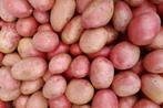 BIO aardappelen te koop, Ophalen