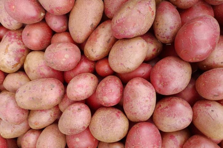 BIO aardappelen te koop, Diversen, Levensmiddelen, Ophalen
