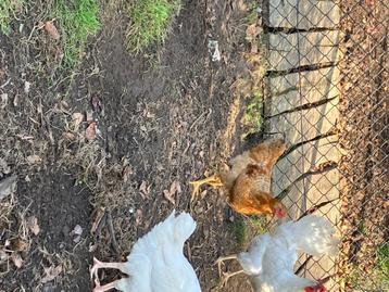 Kip, Femelle, Poule ou poulet