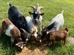 Prachtige bokjes, Dieren en Toebehoren, Mannelijk, Geit, 0 tot 2 jaar