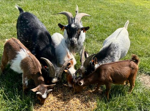 Prachtige bokjes, Dieren en Toebehoren, Schapen, Geiten en Varkens, Geit, Mannelijk, 0 tot 2 jaar
