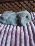 konijntjes ndh x teddy widder, Dieren en Toebehoren, Konijnen, Klein, Hangoor, 0 tot 2 jaar