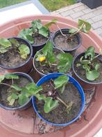 Jonge dotterbloemen in pot, Vaste plant, Lente, Vijverplanten, Ophalen