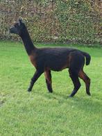 Alpaca hengst zwart, Dieren en Toebehoren, Juni, Mannelijk