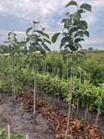 Magnolia in soorten, Tuin en Terras, Planten | Bomen, Ophalen, Halfschaduw, Overige soorten, Lente