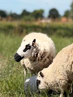 Kerry hill schapen, Dieren en Toebehoren, Schapen, Geiten en Varkens, Meerdere dieren, Schaap, 0 tot 2 jaar