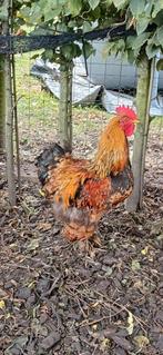 Cohin haan te koop, Dieren en Toebehoren, Pluimvee