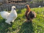 Zijdehoen kriel haantjes, Dieren en Toebehoren, Pluimvee, Mannelijk, Kip