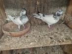Pakistan hoogvliger kopel, Dieren en Toebehoren, Vogels | Duiven