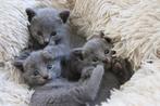 Prachtige blauwe rus kittens, Dieren en Toebehoren, Katten en Kittens | Raskatten | Korthaar, Meerdere dieren, Gechipt, 0 tot 2 jaar