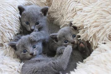 Prachtige blauwe rus kittens, Dieren en Toebehoren, Katten en Kittens | Raskatten | Korthaar, Meerdere dieren, Gechipt, 0 tot 2 jaar