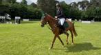 Knappe belgische Dpony merrie van 5 jaar en 1,47, Dieren en Toebehoren, Paarden, Merrie