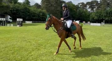 Knappe belgische Dpony merrie van 5 jaar en 1,47 beschikbaar voor biedingen