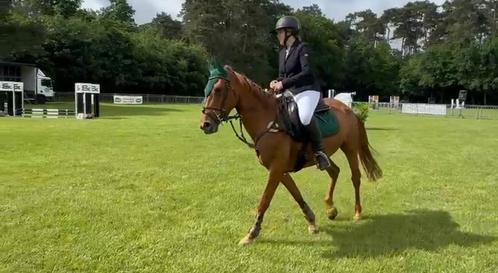Knappe belgische Dpony merrie van 5 jaar en 1,47, Dieren en Toebehoren, Paarden, Merrie