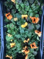 Plants de légumes et fleurs vivaces, Tuin en Terras, Ophalen