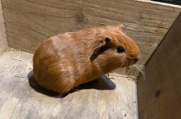 Cavia’s beschikbaar voor biedingen