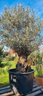 Olijfboom Olea Europaea Bonsai, Tuin en Terras, Ophalen, Olijfboom