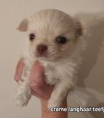 Prachtige langhaar en kortharige chihuahua pups, Dieren en Toebehoren, Honden | Chihuahua's en Gezelschapshonden, België, Fokker | Hobbymatig