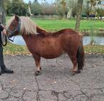 SUPER LEUKE 3 JARIGE SHEYLANDER RUIN, Dieren en Toebehoren, Pony's, Ruin, Niet van toepassing, Gechipt, 3 tot 6 jaar