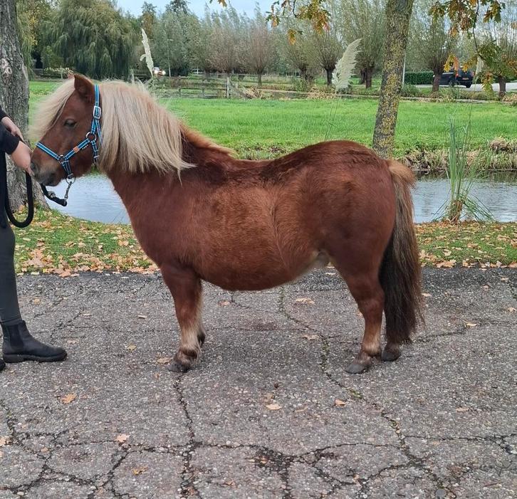 SUPER LEUKE 3 JARIGE SHEYLANDER RUIN, Dieren en Toebehoren, Pony's, Ruin, Niet van toepassing, 3 tot 6 jaar, Gechipt, Ontwormd