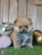 Chiot de Poméranie/pygmée/Poméranien/pompon / petit loulou, Loulou, Plusieurs, Parvovirose, Belgique