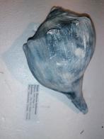 275gram zware fossiele schelp uit Florida, Busycon rucksorum, Ophalen of Verzenden