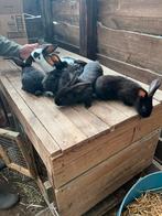 Slachtkonijnen, Dieren en Toebehoren