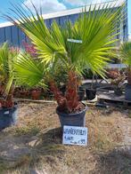 Waaierpalm, Tuin en Terras, Ophalen, Vaste plant, Overige soorten, Volle zon
