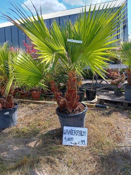 Waaierpalm, Tuin en Terras, Planten | Tuinplanten, Vaste plant, Overige soorten, Volle zon, Ophalen