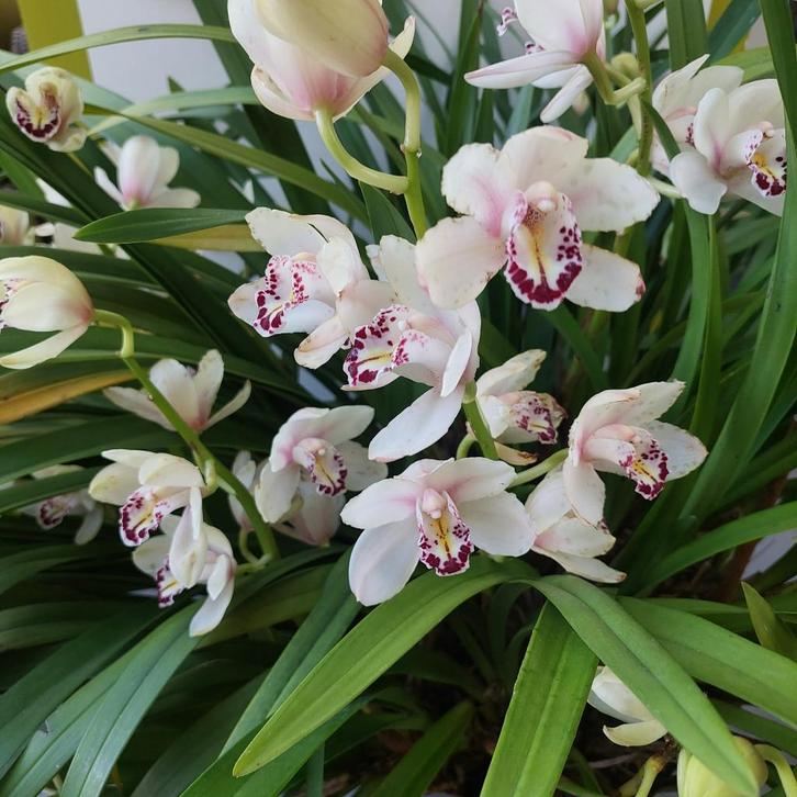 orchidee 10 jaar oude plant, Maison & Meubles, Plantes d'intérieur, Autres espèces, Moins de 100 cm, Plante à fleurs, Ombre partielle