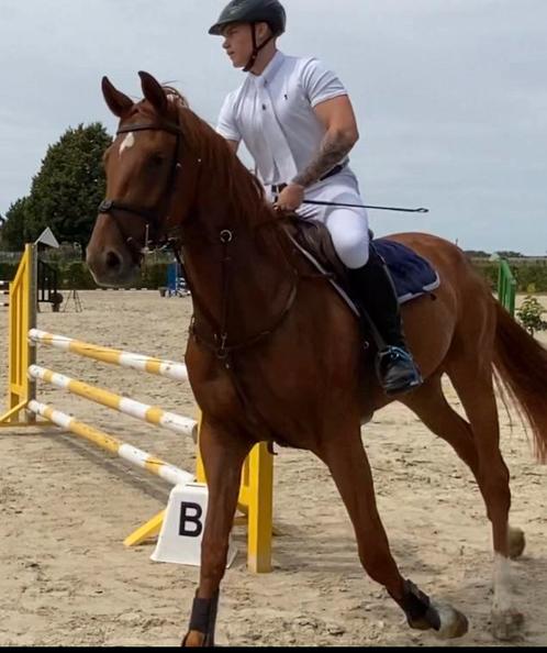 Springpaard, Animaux & Accessoires, Chevaux, Jument, B, 175 cm ou plus, 3 à 6 ans, Cheval de saut, Avec pedigree, Avec puce électronique