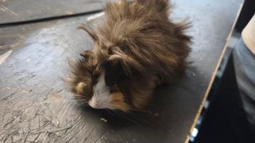 Peruaanse cavia  beschikbaar voor biedingen