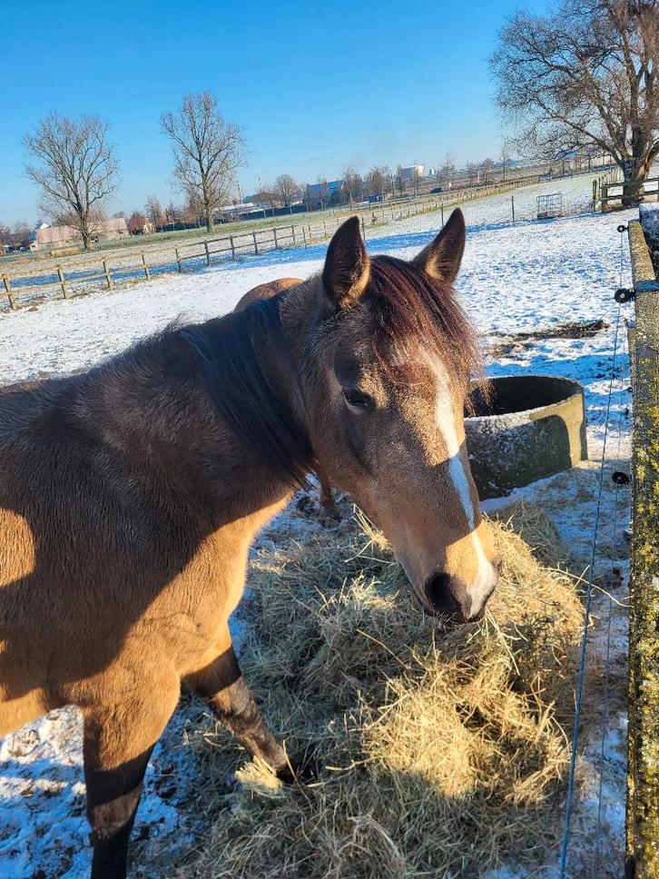 Paardenstal en weidegang, Dieren en Toebehoren, Stalling en Weidegang, Stalling, Weidegang, 2 of 3 paarden of pony's