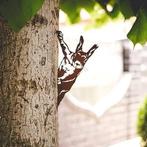 Tuindecoratie van echt cortenstaal | Eekhoorn | GRATIS LEV, Jardin & Terrasse, Statues de jardin, Neuf, -, -, Animal