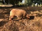 Mooie ardense voskoprammen SLE gekeurd, Dieren en Toebehoren, Schapen, Geiten en Varkens, Mannelijk, Schaap, 0 tot 2 jaar