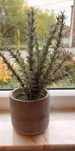 Rozemarijn „Maisons du Monde”, Ophalen of Verzenden