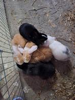 Dwergkonijn zwart wit ram, Dieren en Toebehoren, Konijnen