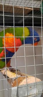 Koppel lori van de blauwe bergen, Dieren en Toebehoren