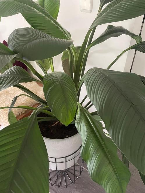Kamerplant groot   + pot, Huis en Inrichting, Kamerplanten, Overige soorten, 100 tot 150 cm, Groene kamerplant, Halfschaduw, Ophalen
